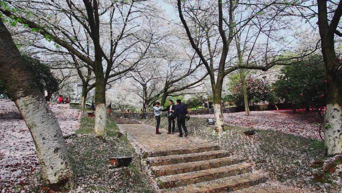 樱花花瓣落满地03