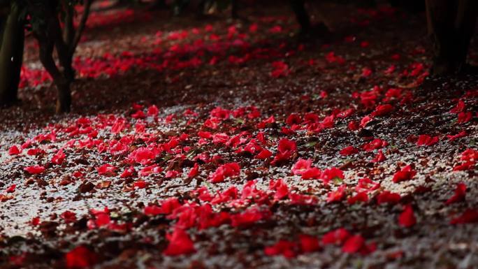 樱花山茶花花瓣落满地06