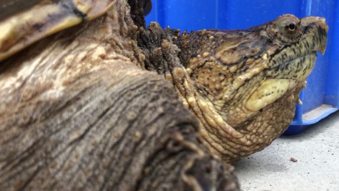 爬行动物乌龟实拍4k素材