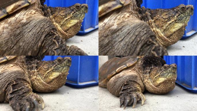 爬行动物乌龟实拍4k素材