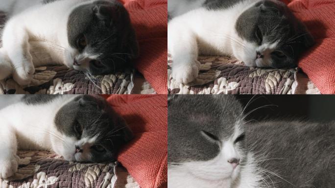 4k视频，猫咪张嘴打哈欠和睡觉眼睛特写