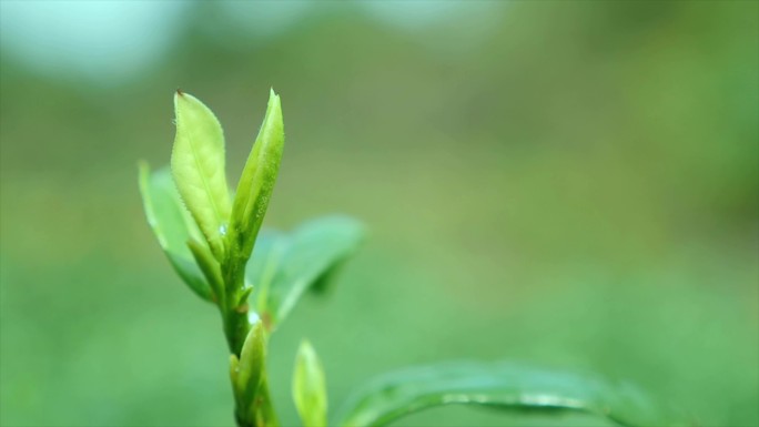 水滴绿茶