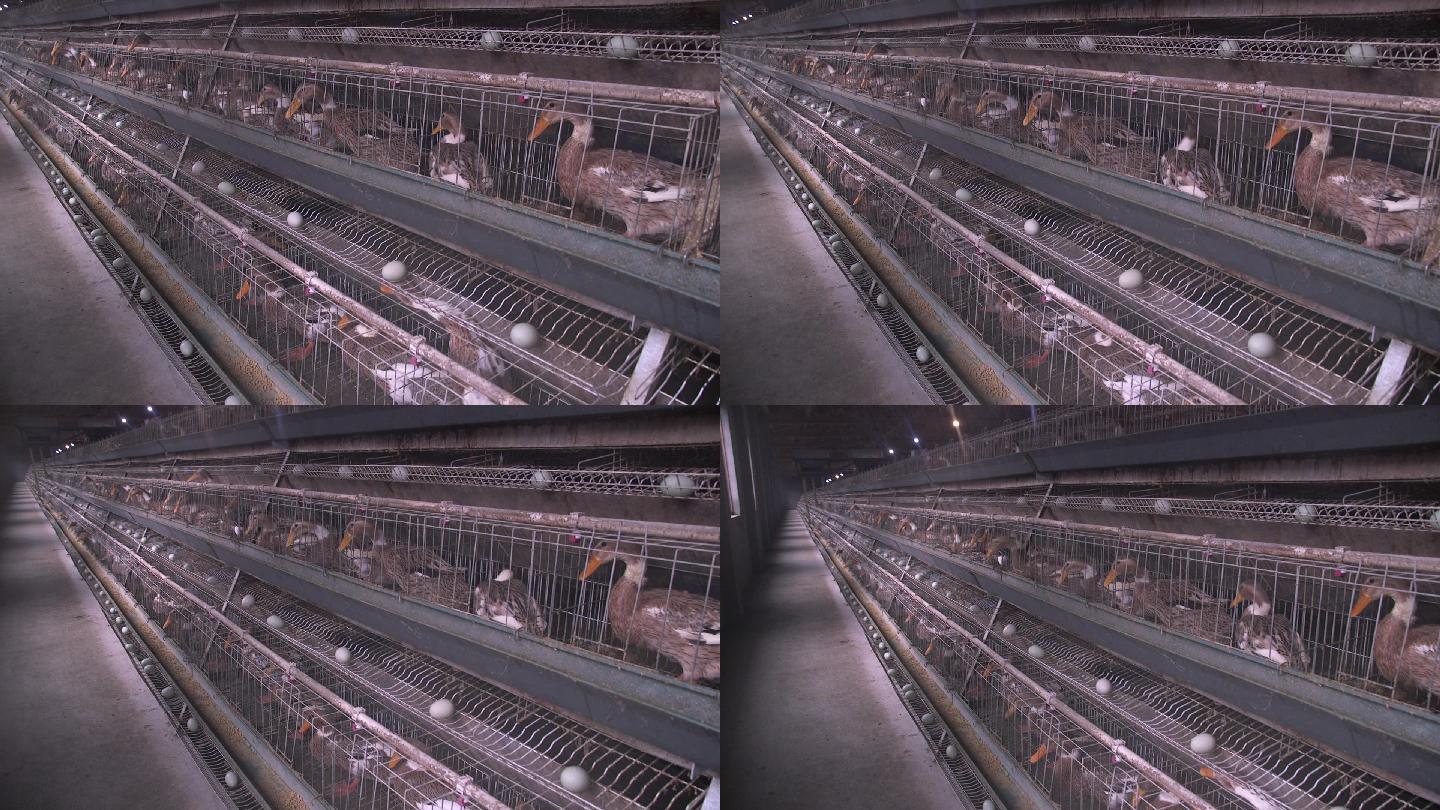 鸭子鸭蛋家禽养殖笼养工厂蛋