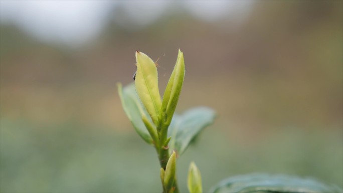 茶叶萤火虫