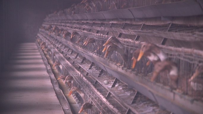 鸭子养殖笼养饲养工厂水鸭蛋鸭