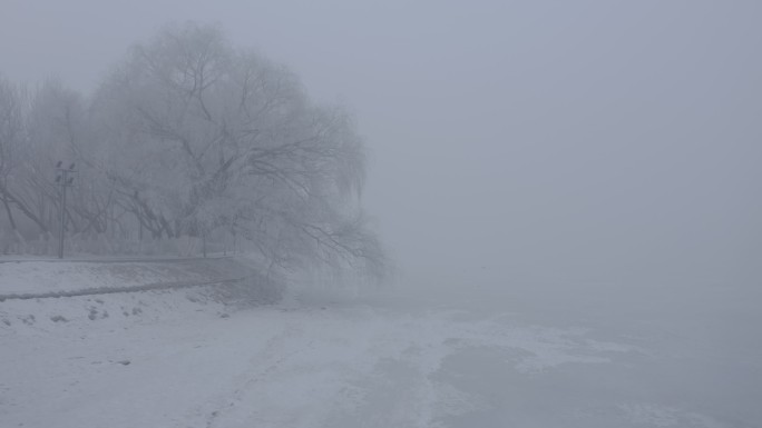 航拍雾中雪松