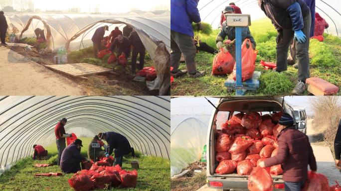 武汉疫情热心农民捐助蔬菜