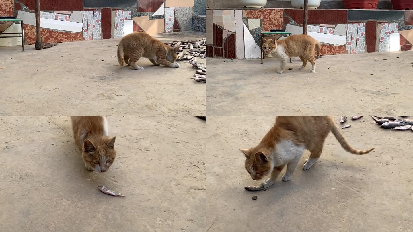 小猫偷吃鱼