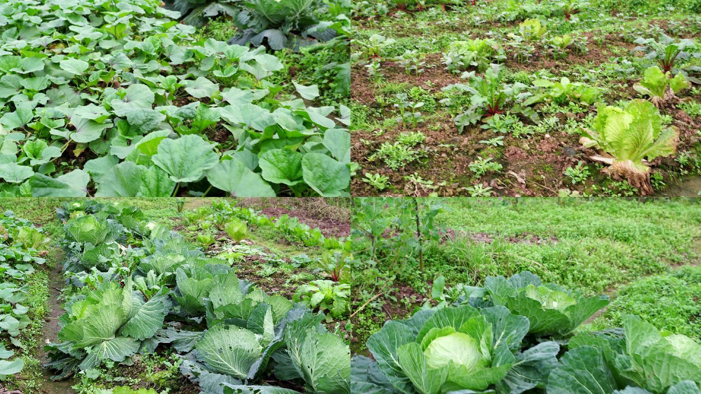 菜园摄影图__蔬菜_生物世界_摄影图库_昵图网nipic.com