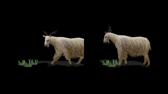 羊吃草行走三维动画带通道