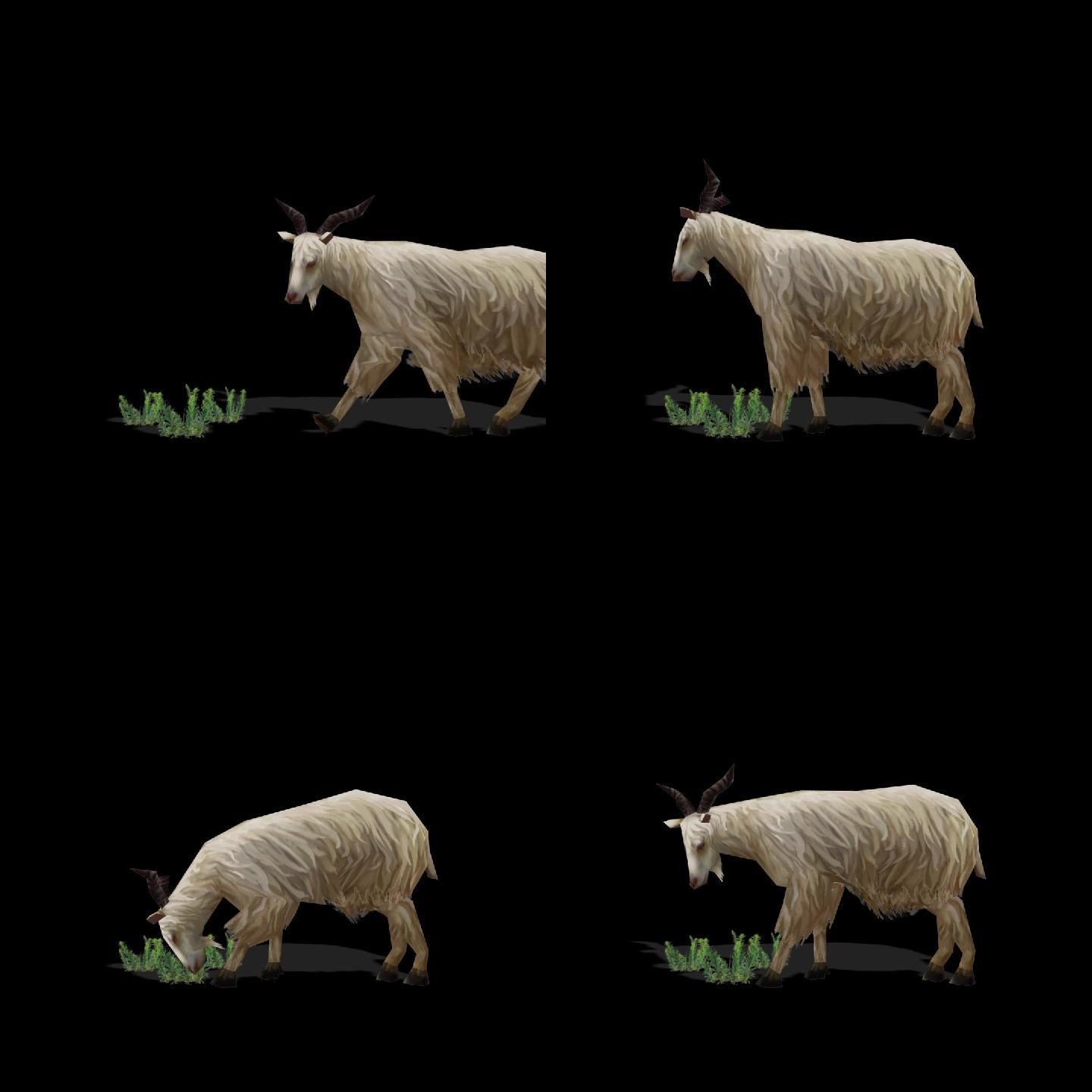 羊吃草行走三维动画带通道