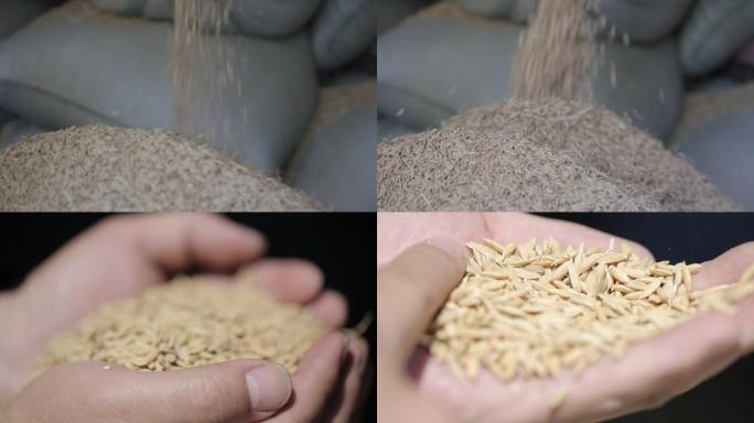 20200210手捧水稻