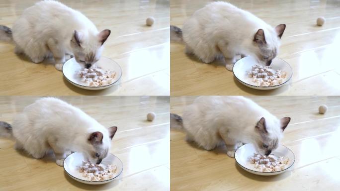 高清可爱猫咪吃猫粮2