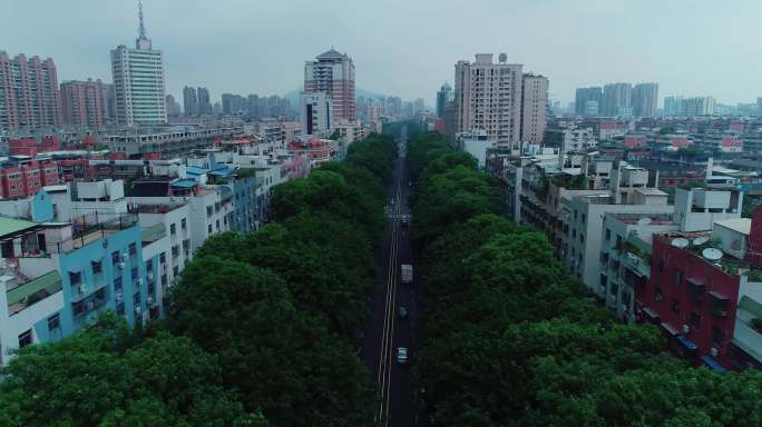 漳州水仙大街城市道路绿化4K航拍