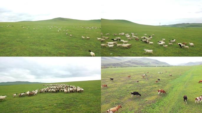 航拍内蒙古草原羊群