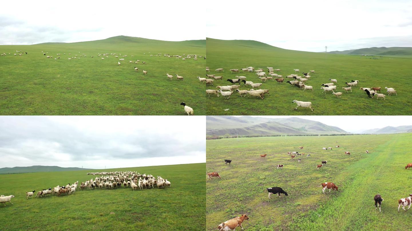 航拍内蒙古草原羊群