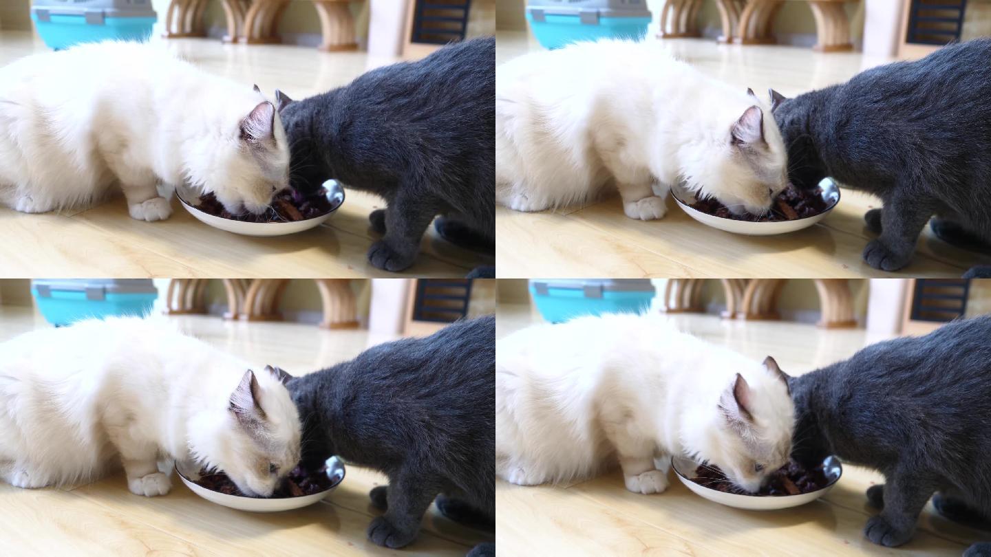 高清可爱猫咪吃猫粮