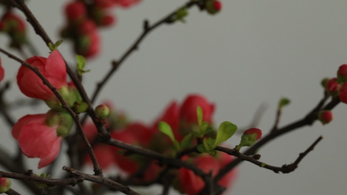 开满枝头的红色海棠花