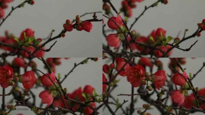 开满枝头的红色海棠花
