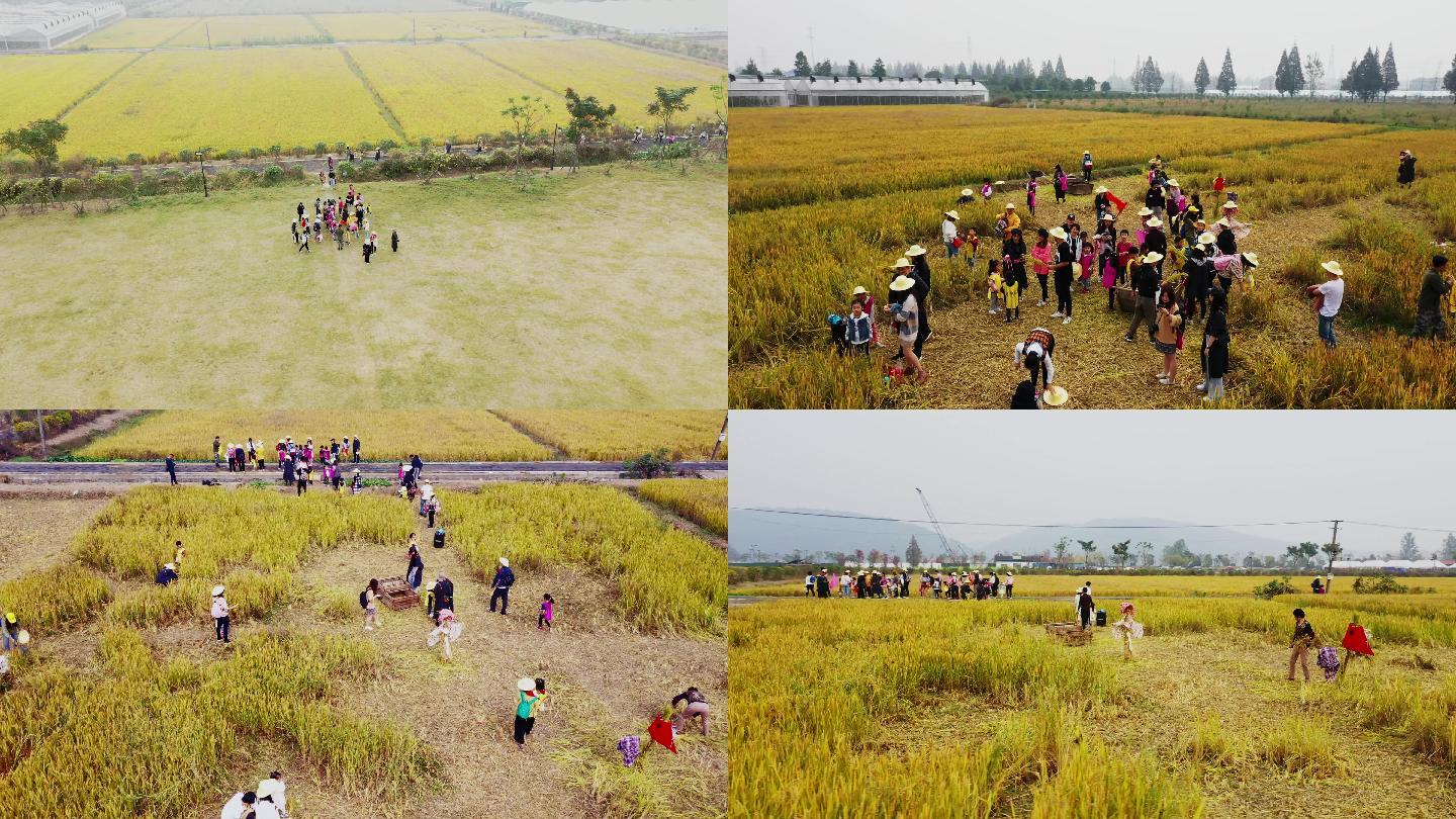 游客在稻田里体验生活航拍
