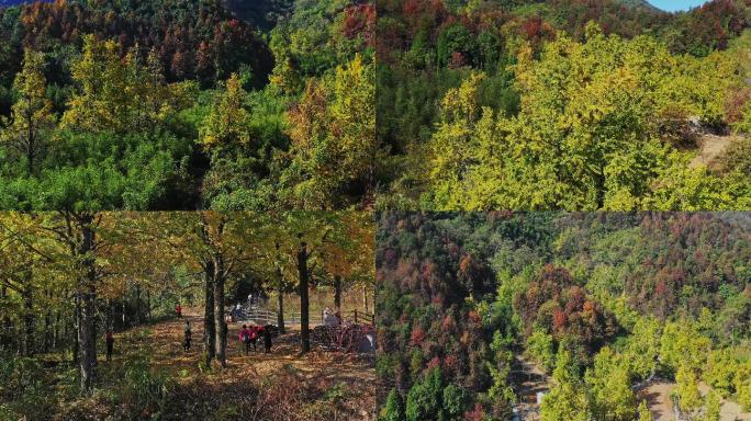 漫山遍野银杏树游客航拍