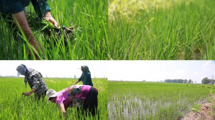 20200212水稻人工除草