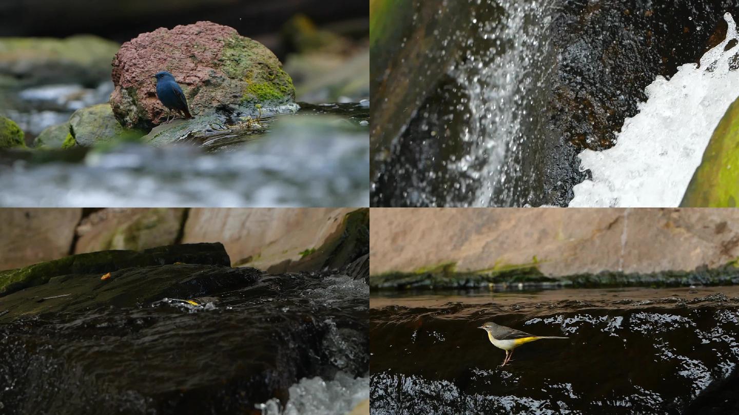 河流流溪瀑布小溪鸟儿视频素材一组１１