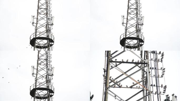 数百只麻雀在移动电信铁塔上雀跃4K