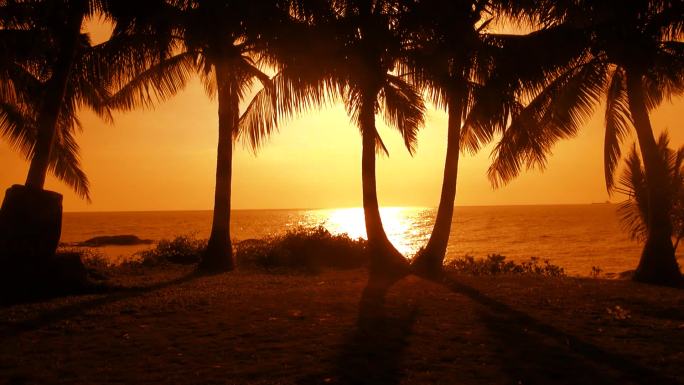 夕阳下海边椰树剪影