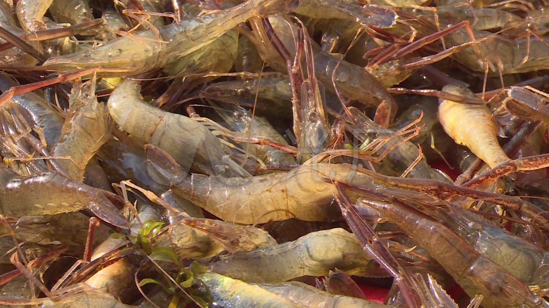 油爆河虾怎么做_油爆河虾的做法_豆果美食