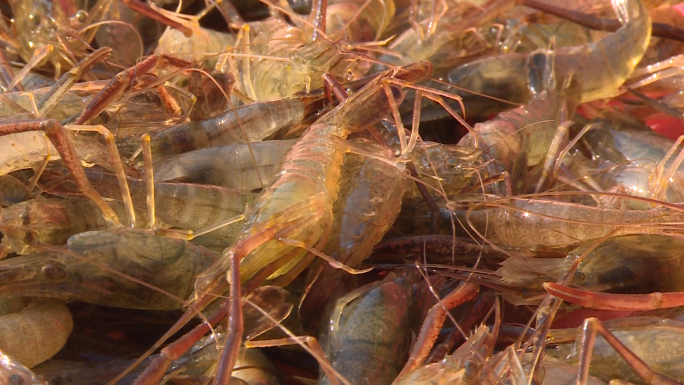 现代化鱼虾养殖大量养殖虾