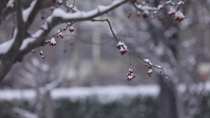 北京下雪，积雪，大红灯笼高高挂，节日喜庆