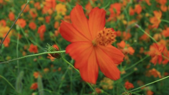 花花海黄秋英