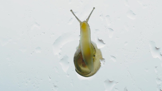 蜗牛在玻璃上爬行视频