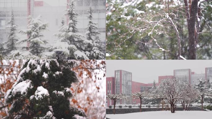下雪绿植