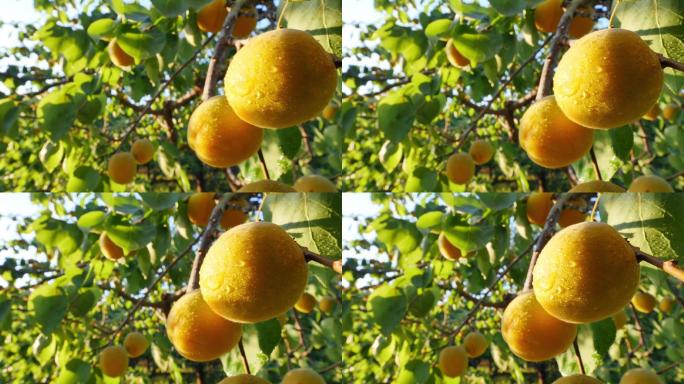 水果杏视频