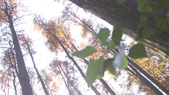 高清仰视秋日的森林