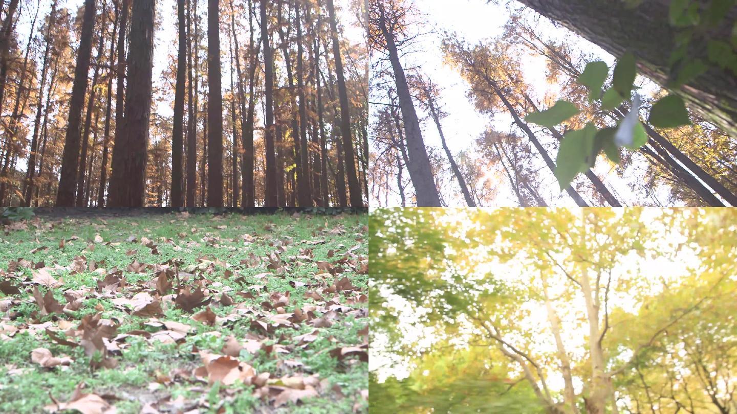 高清仰视秋日的森林