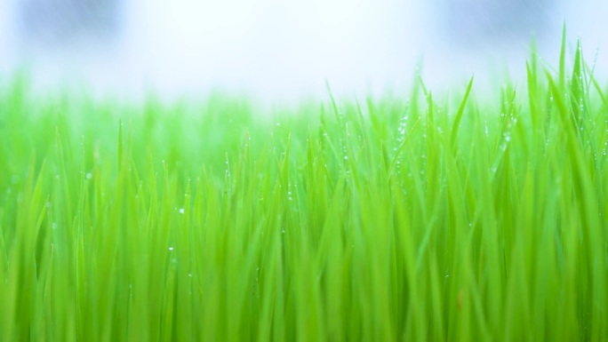 雨滴嫩叶春苗春天麦苗禾苗