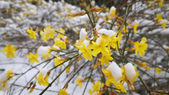 春雪迎春花