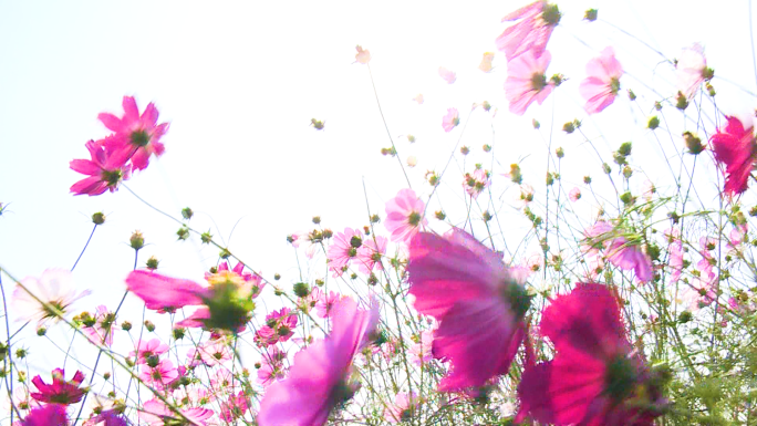 格桑花花海蜜蜂在花朵上采蜜阳光花朵