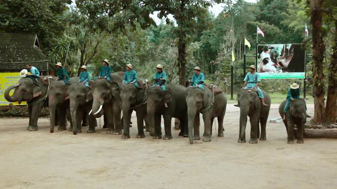 泰国大象园，大象列队表演