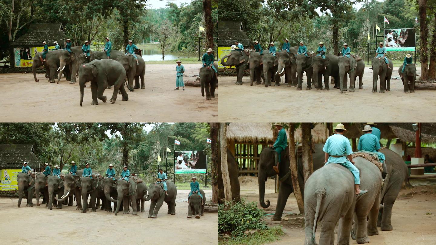 泰国大象园，大象列队表演