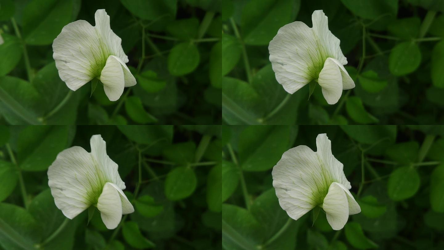 白扁豆花