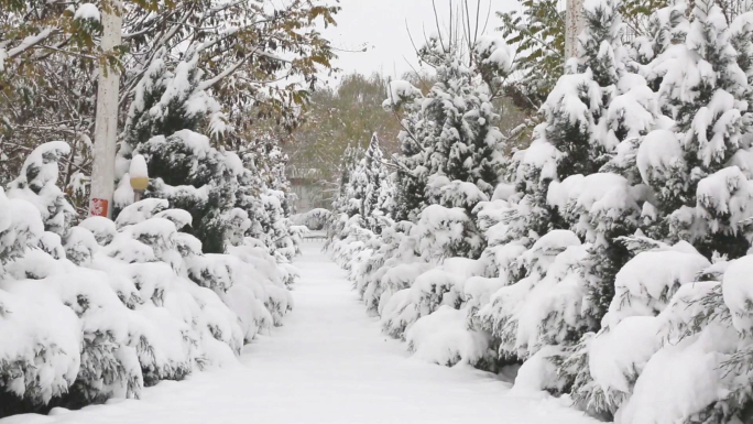 漫天大雪纷飞下雪雪中的马路树木汽车