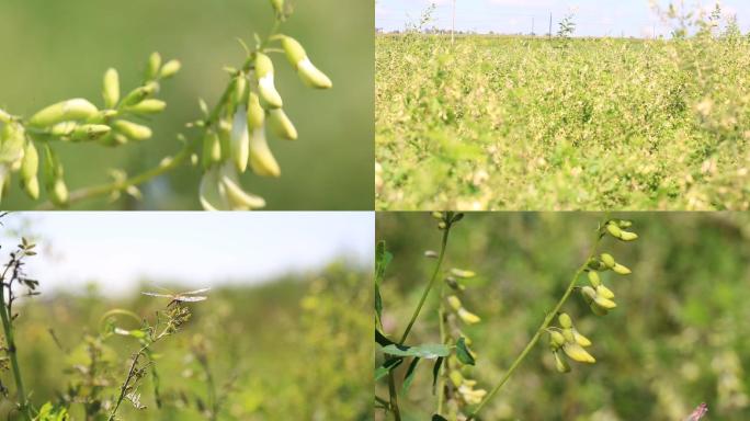 20200215黄芪种植