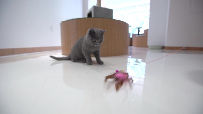 【60帧】宠物店猫咪实拍视频