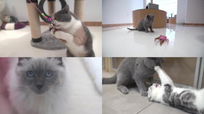 【60帧】宠物店猫咪实拍视频