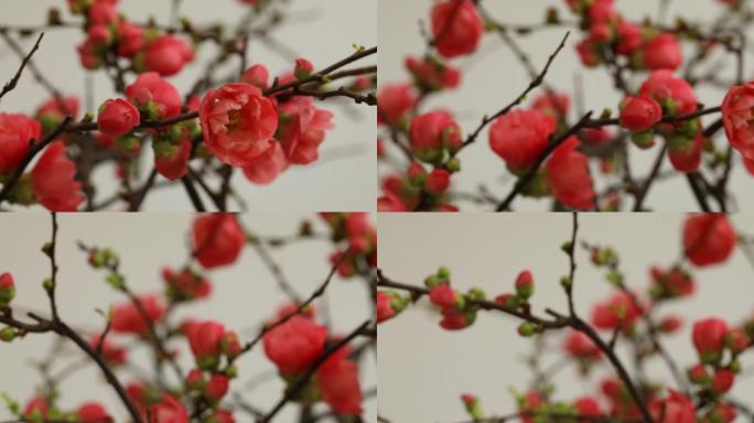 红色的海棠花绽放