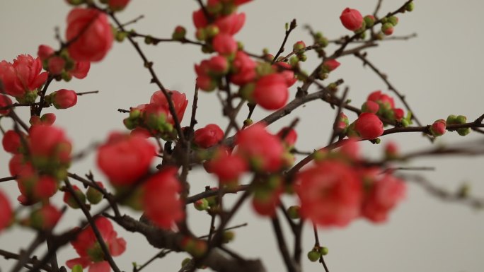 枝头的红色海棠花